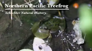 Northern Pacific Treefrog Calling