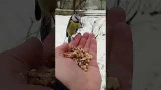 Кормлю синиц / I feed the tits