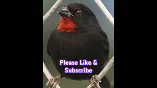 Lesser Antillean Bullfinch#birds #viralvideo #wildlife #shortsfeed #nature #vibrantbirds#shortsviral