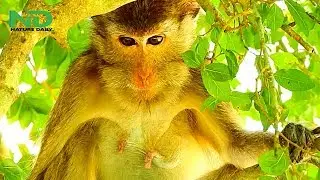 Amari worrying about the little Lori, Mom monkey could help nothing to her sick baby
