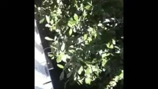 Leaping lizard