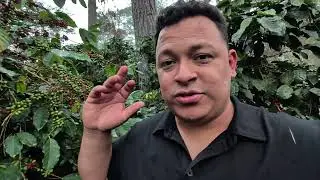 The 