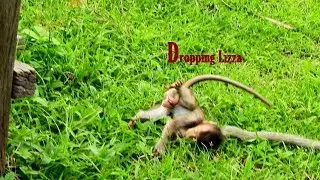 Sadly Baby Lizza, Mom Dropping Left Lizza Alone On The Ground/ Nasty Starting Wean to Baby