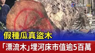 假種瓜真盜木 「漂流木」埋河床市值逾5百萬