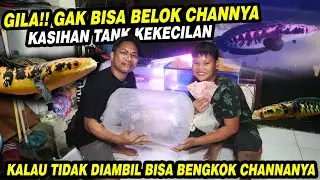 GILA !!! BOCIL TELFON MINTA CHANNA JUMBONYA  DI EVAKUASI OLEH BOS BOS QU
