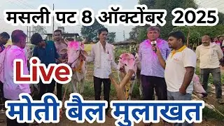 मोती बैल मुलाखत | Live | मसली पट 8 ऑक्टोबर 2025| Mukunda Gurnule Vlog masli pat 