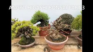 ANGYO HIGASHI BONSAI (Specialized in SHOHIN)   PART 3