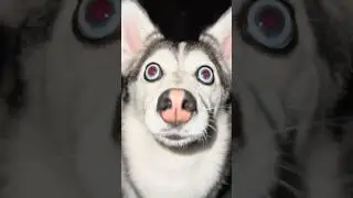 Сапфи Помски в игре &laquo;Кальмары&raquo;! 🦑🐶🔥