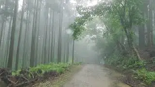 Driving in the Rain - Kanaya Motona Line 4K Boso Peninsula Drive Japan Forest Road