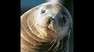 True Scary Stories From Viewers 45- Sea Lion/Demon/Dead family member
