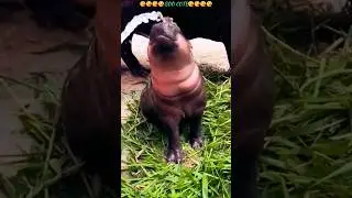 Cute Little Baby Hippo Enjoying Water😘😘 #Love #BabyHippo #Reels #Reelsfb #Viral