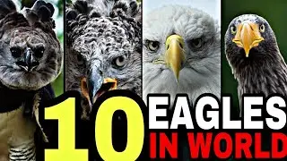 Top 10 eagles in the world||Top 10 Largest Eagles on Earth||10 Most Powerful Eagles in the World