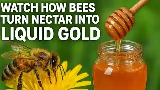 Watch how bees turn nectar into liquid gold known as honey! #bee .#bees . #honeybee . #honey