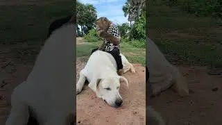 WoW ! SokYaa Hug OG Warmly , Best Animal #shorts