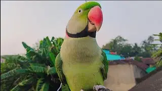 Batuni tota 😘 Talks mama, papa 😘🦜