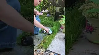 No More Ragged Grass! #gardening #lawn #shear #garden #yard