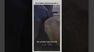 Zeus the cat got embarrassed when his human wore him a girl hair band