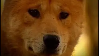 Dingo: amico o nemico? (documentario completo)