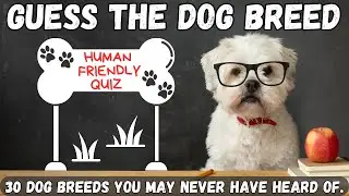 DOG QUIZ | 30 Barking Dog Breed Quiz Questions!