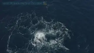 Aggressive dolphins
