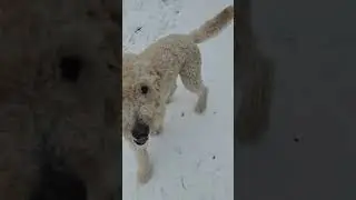 2. Tuesday Jan 20th walk with Chewy, Huck, Charlotte, Revy & Rue 