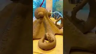New sculpture template the octopus. For slab building ceramic sculptures easy.