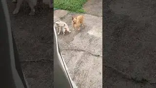 Poor, cute dogs got fleas playing outside  #viral #viralvideo #love #trendingvideo #viralvideo