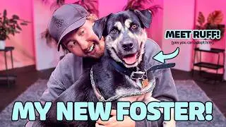 My New Foster Dog!