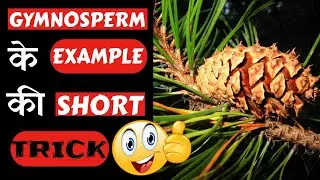 Gymnosperm example trick I Plant kingdom I #shorts I #trickopedia