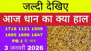 धान का भाव आज 🔴3 जनवरी 2026 | 1509,1121, बासमती | Dhaan Rate Today | Agri Commodity Price