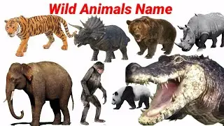 Wild Animals Name for Education | Learn Animals Name | Rhino, Tiger, Gorilla, Giraffe| Animals Sound