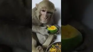 monkey Rani mango khati hai 🤗 #ranivlogrbl #youtubeshorts #shorts