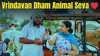 जानवरों की सेवा = श्रीकृष्ण की सच्ची पूजा 🐄🙏 | Vrindavan Dham 💫 #sewa #madhavkripafoundation