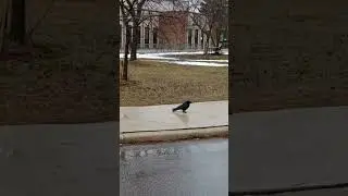 I saw this sick Crow today! #crow #birds #bird