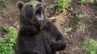 Bear grunt SoundFX