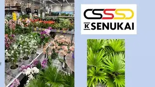 Обзор растений в магазине K-SENUKAI. Rīga, Ķengarags, t/c OZOLS. 