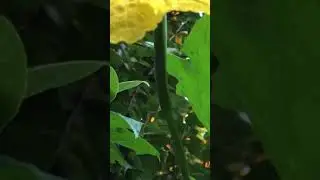 Different stage of Luffa Gourd from bud to fruit