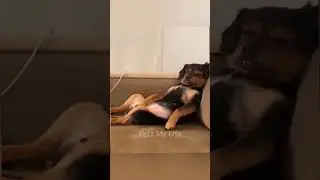 Funny snoring dog #shorts #funny #funnyanimals #dog #animalshorts #animal #pets