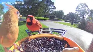 Violet cardinal is back, chirping to be fed!