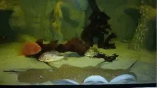 Rochen Scobina Aquarium - Stingray Scobina tank