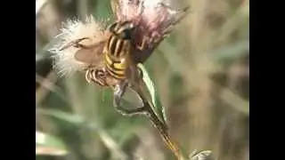 Helophilus affinis vz&aacute;cn&aacute; pestřenka