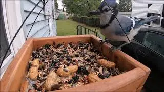 GoPro Hero 7 birdfeeder test (Blue Jays in the rain)