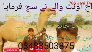 camel herd walking video on road and desert in Pakistan