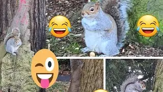 funniest 🇬🇧🤣squirrel video🤣🤣/trying not to laugh funny squirrel