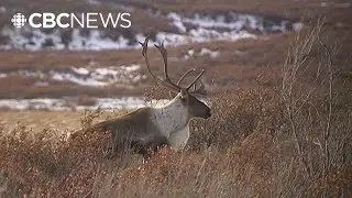 13 organizations sue Trump administration over Alaska&rsquo;s Arctic National Wildlife Refuge