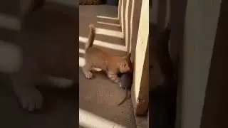 Little Hunter Loading&hellip;｜ちびハンター読み込み中&hellip; #cat #funny #rat