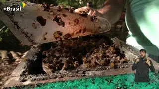 Abelhas sem ferr&atilde;o podem ser criadas em casa; conhe&ccedil;a