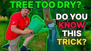 How to Water Trees the Right Way – Beat Drought Stress with This Genius Treebag Hack