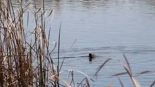 Bird Watching Photography Eurasian coot diving for breakfast