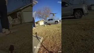 Rooster Fights Off Hawk Attack (Caught on Ring Camera)